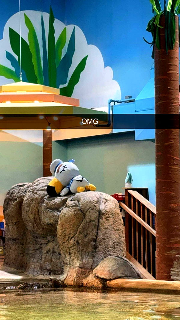 carmmieecat image ~ Altpins