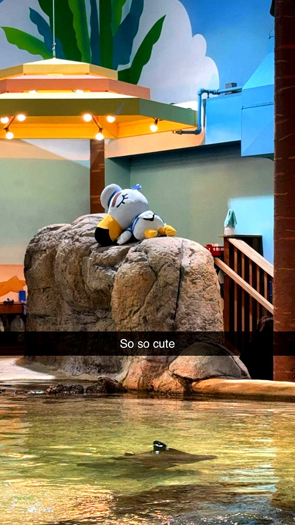 carmmieecat image ~ Altpins