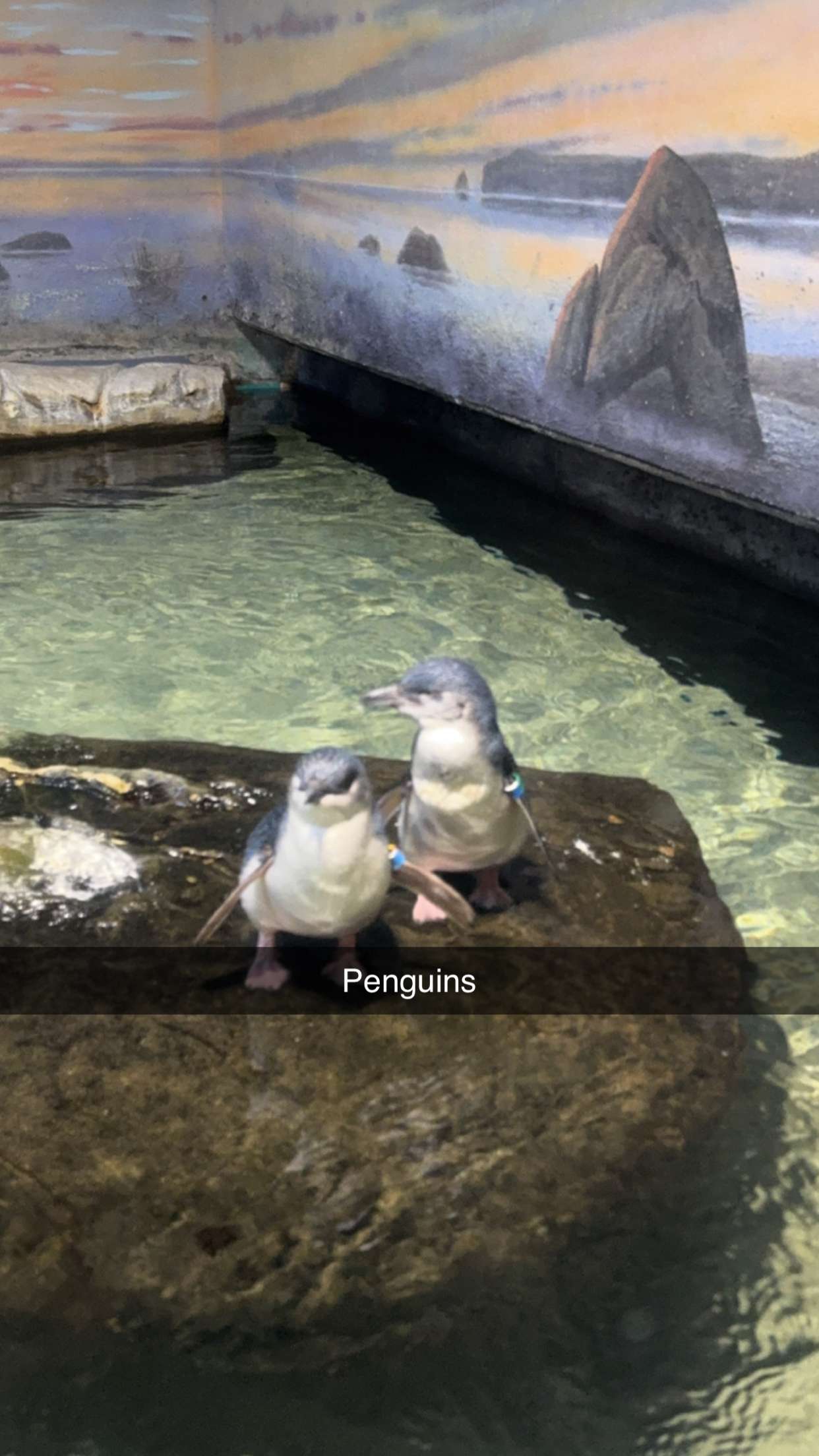 carmmieecat snapchat image archive image