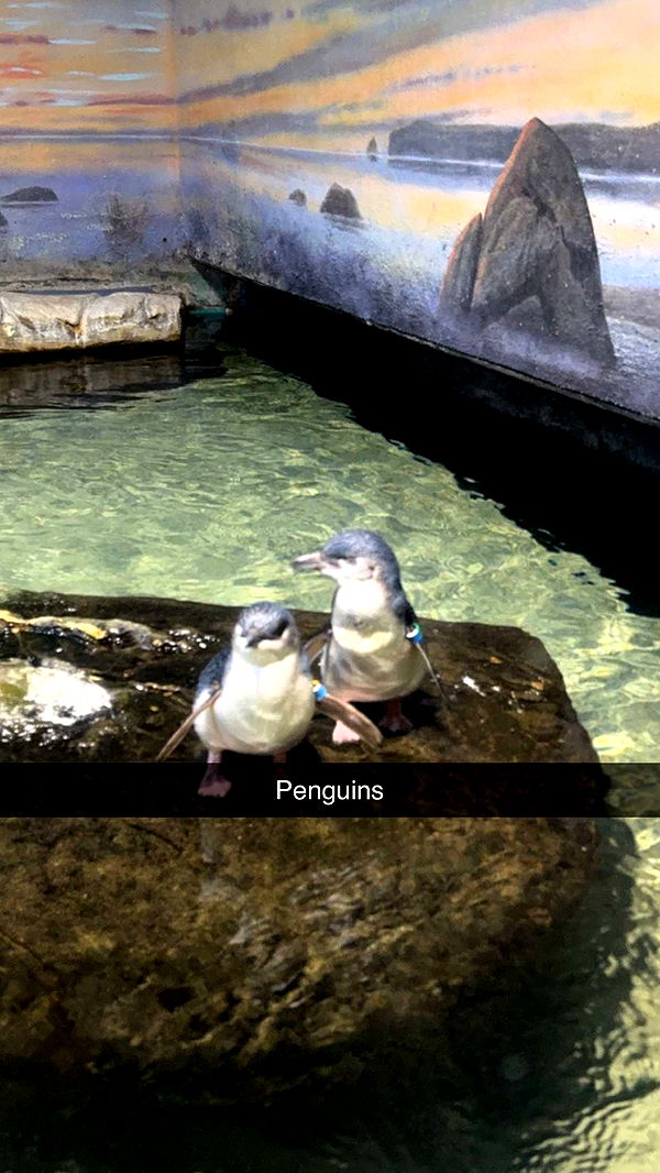 carmmieecat image ~ Altpins