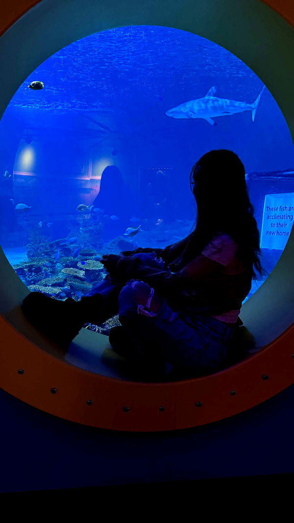 carmmieecat image ~ Altpins