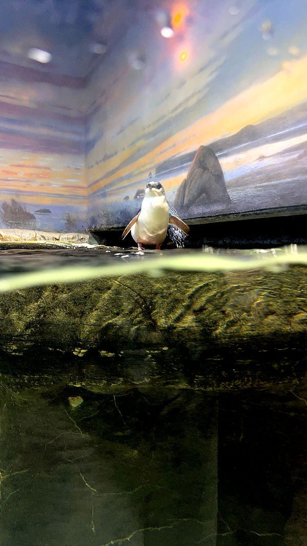 carmmieecat image ~ Altpins