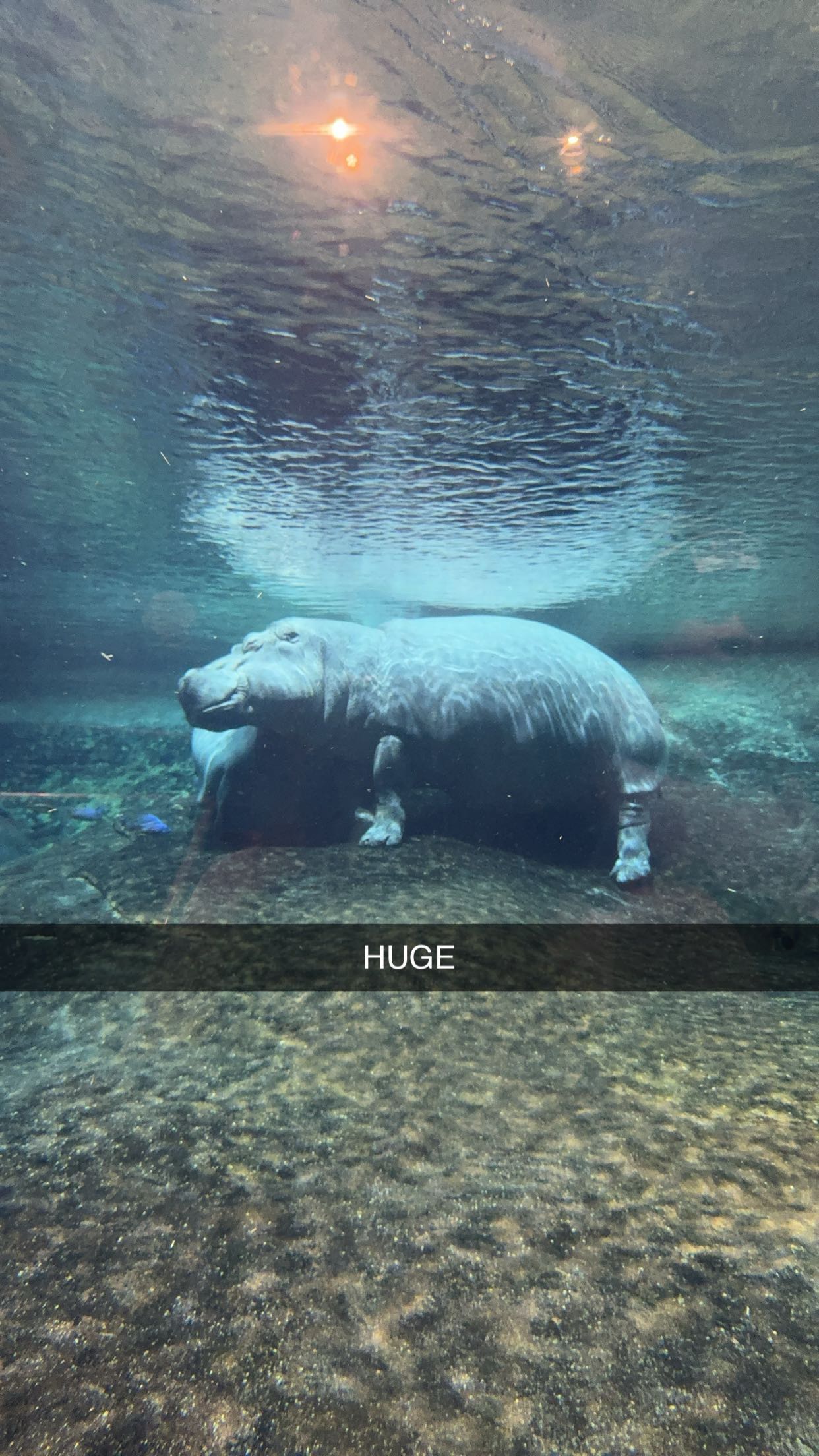 carmmieecat snapchat image archive image