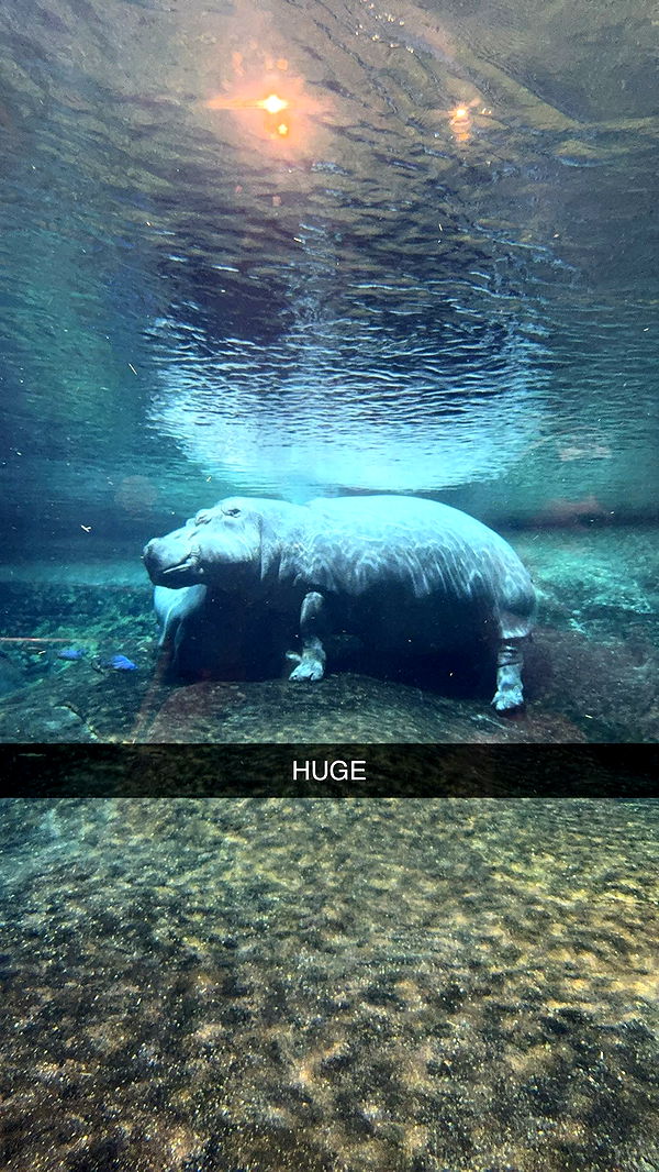 carmmieecat image ~ Altpins