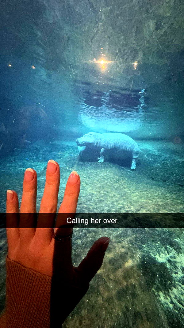 carmmieecat image ~ Altpins