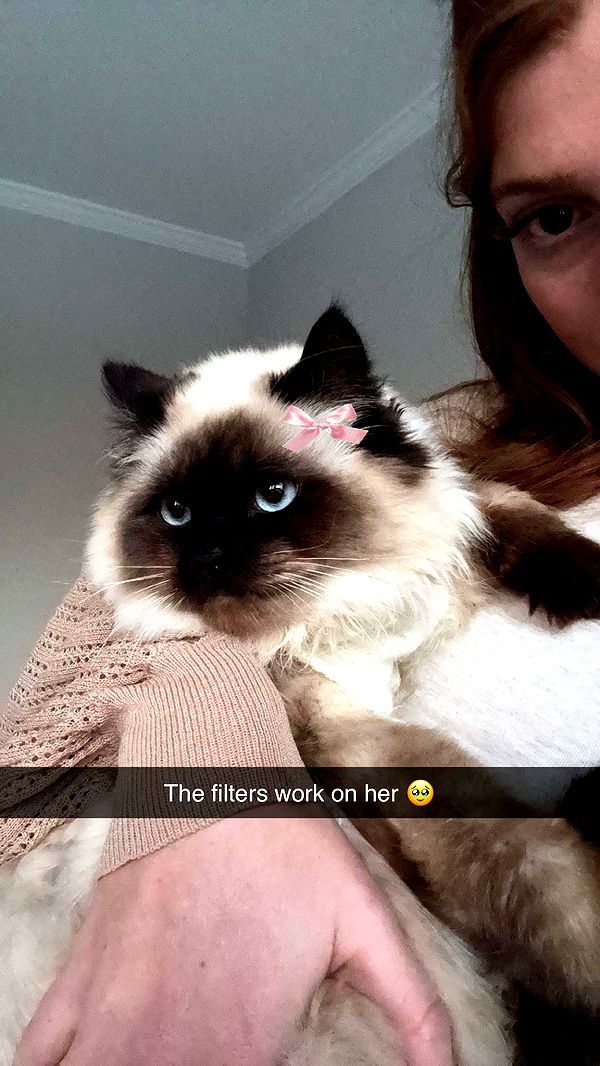 carmmieecat image ~ Altpins