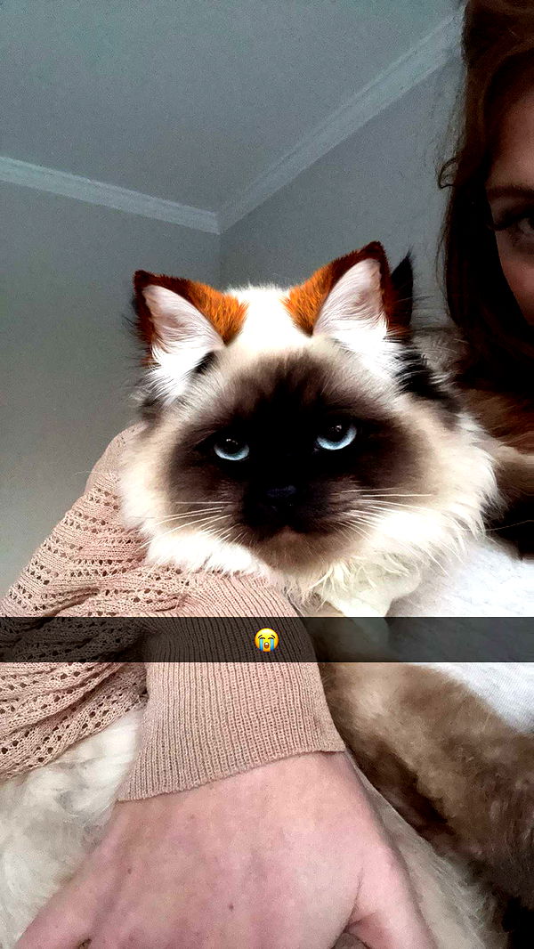 carmmieecat image ~ Altpins