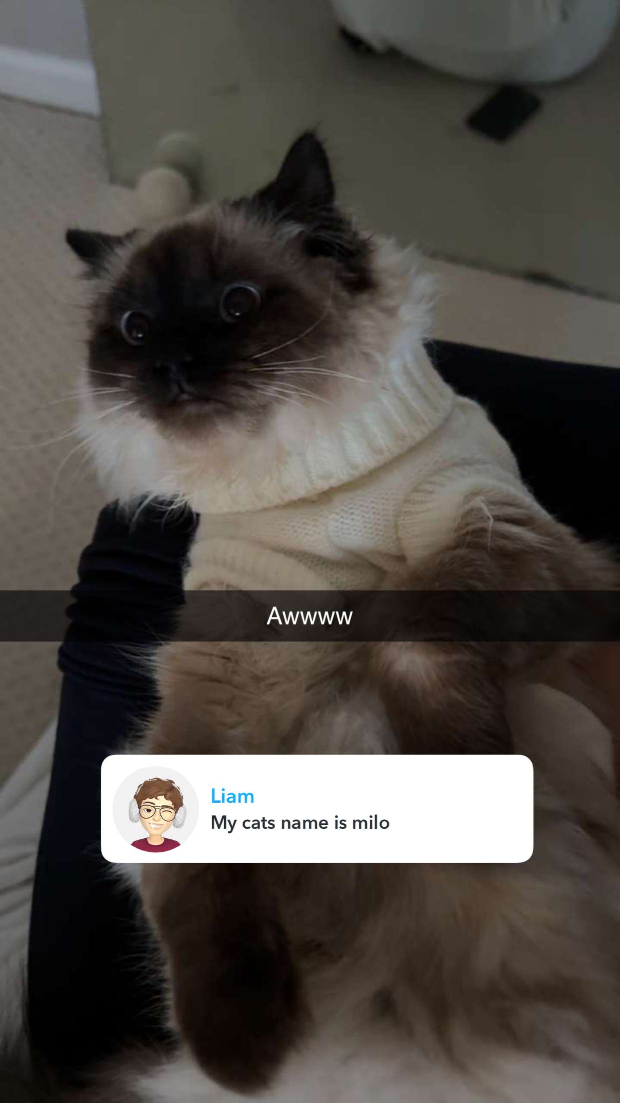 carmmieecat snapchat image archive image