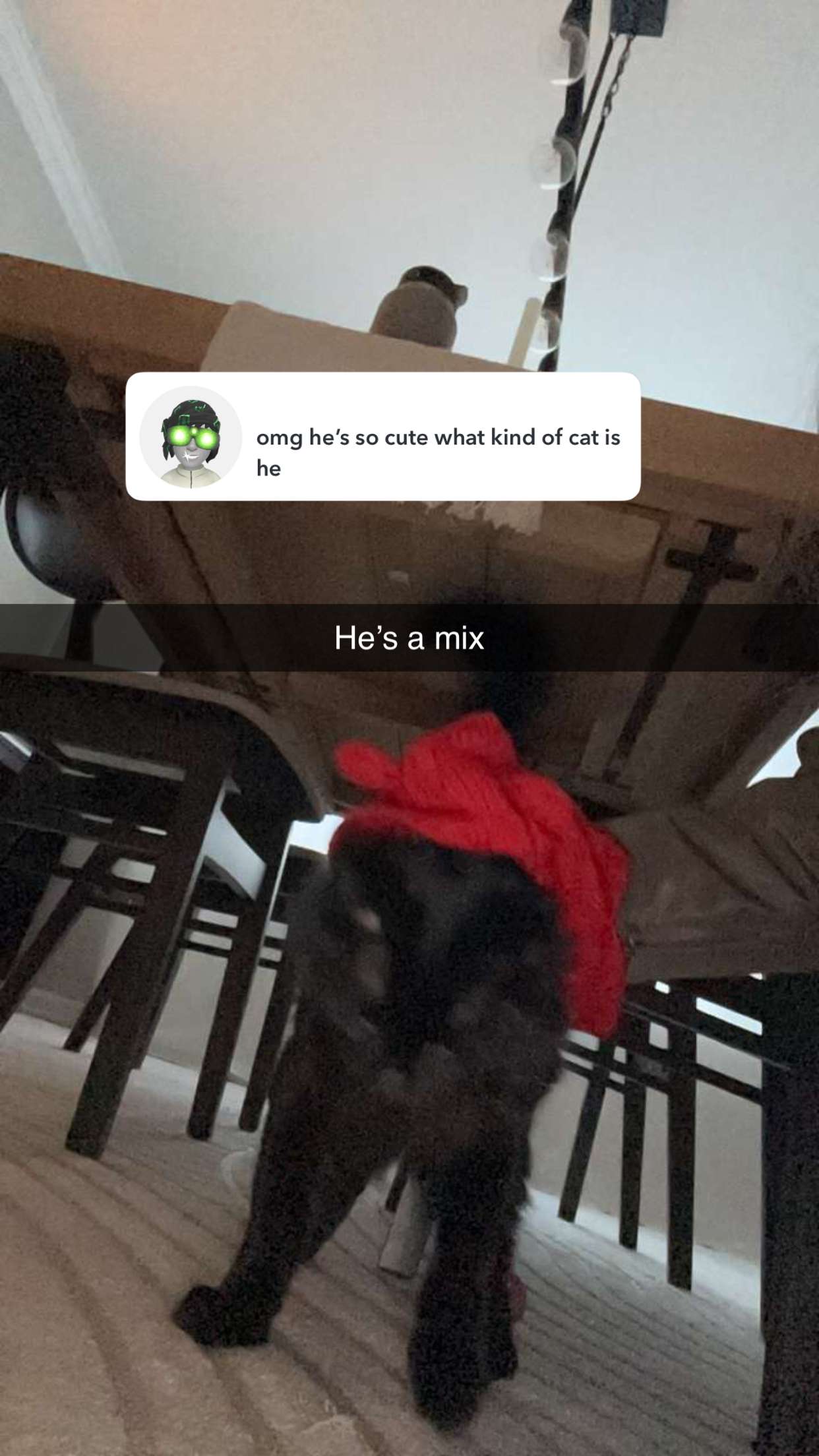 carmmieecat snapchat image archive image