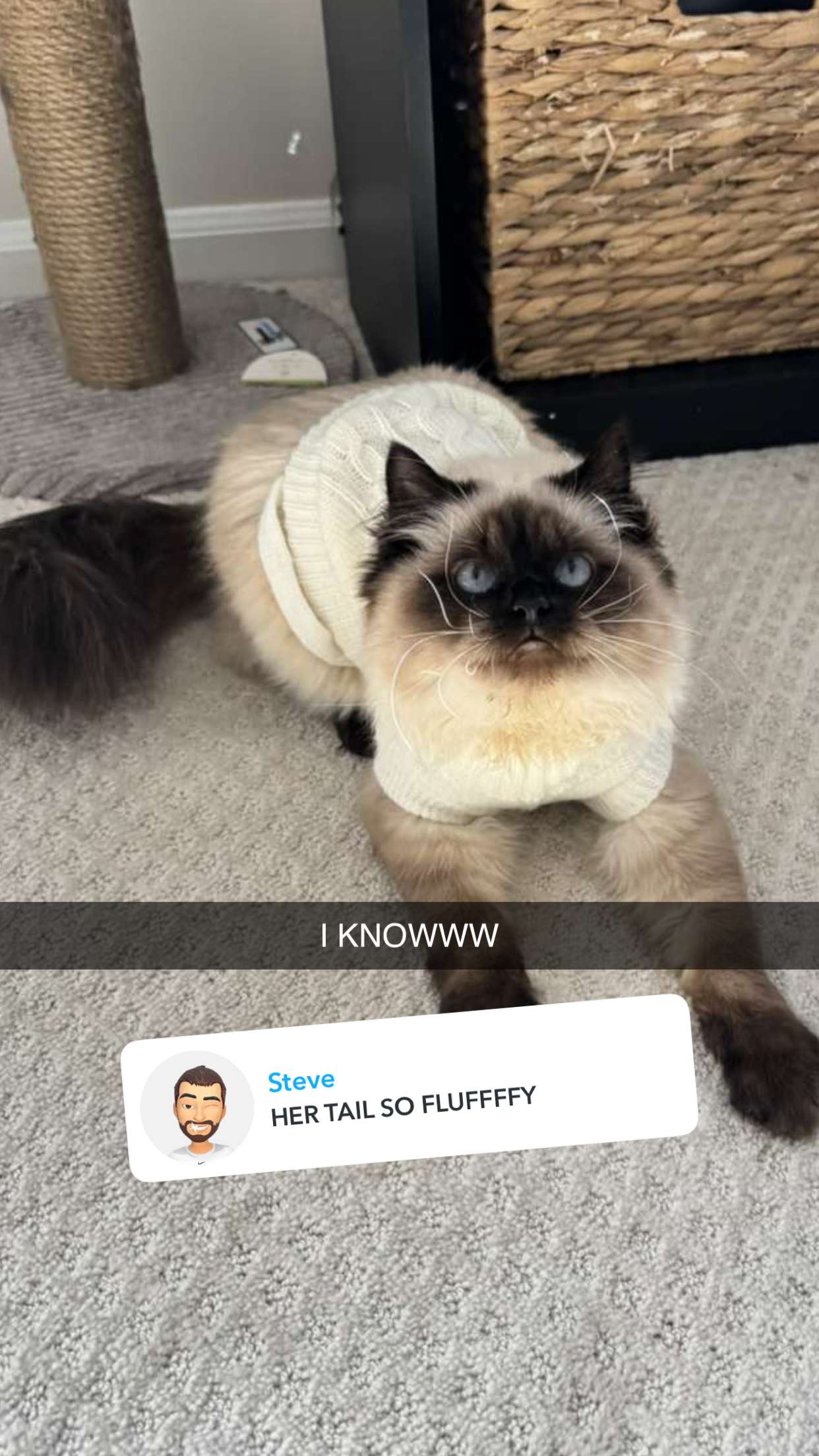 carmmieecat snapchat image archive image