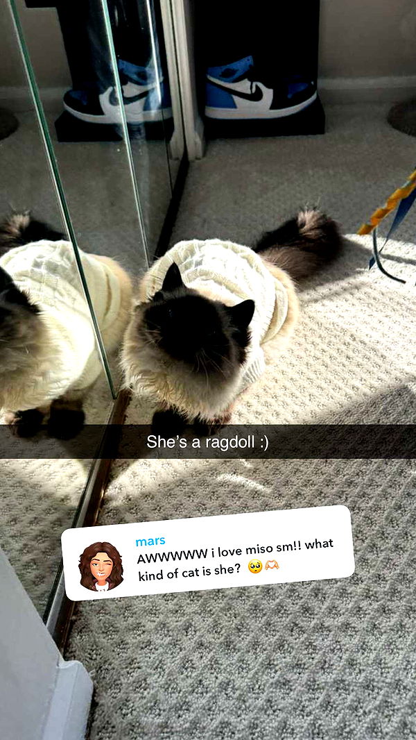 carmmieecat image ~ Altpins