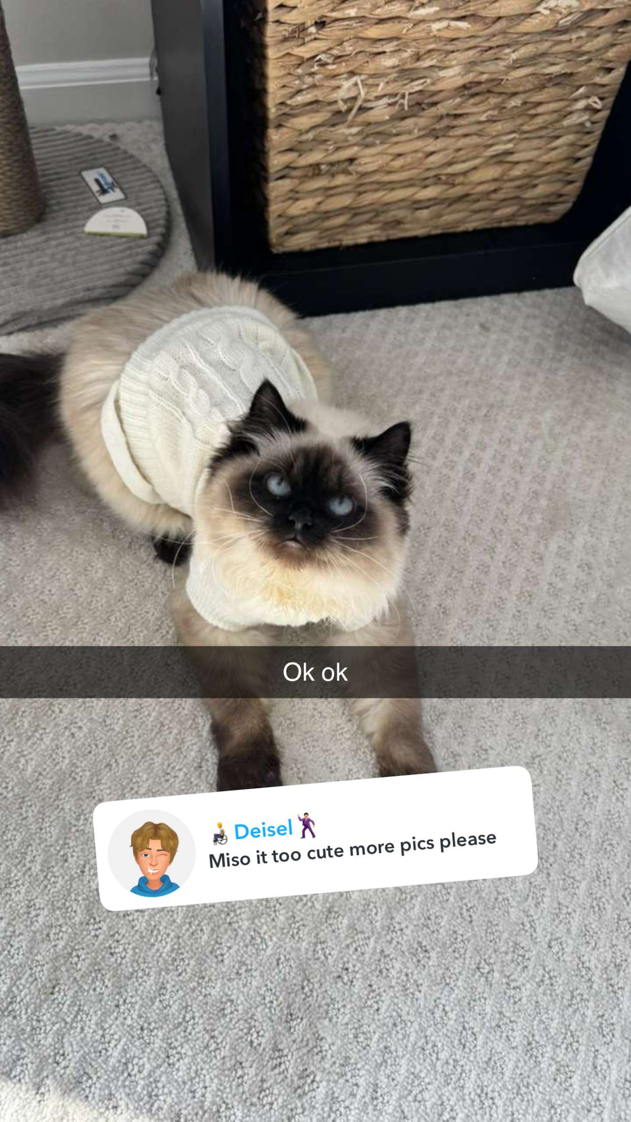 carmmieecat snapchat image archive image
