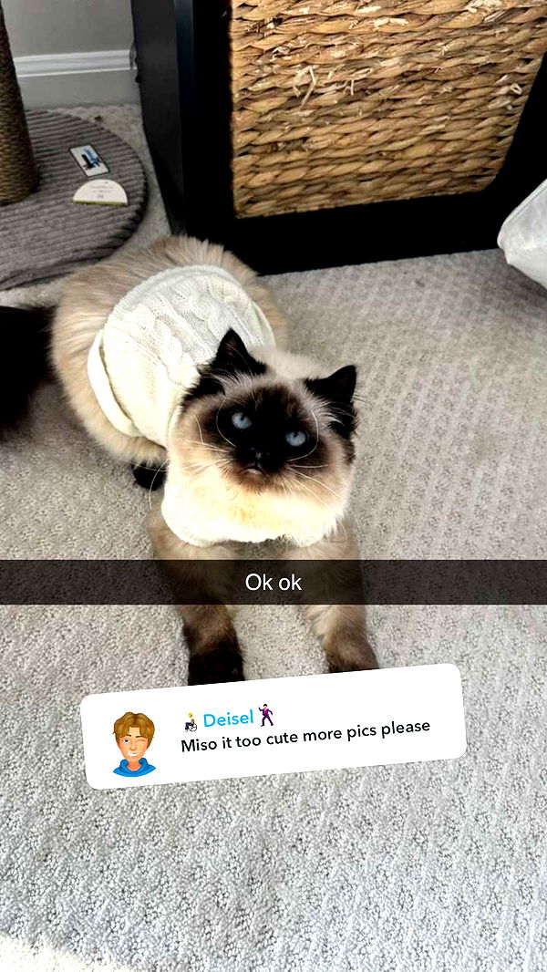 carmmieecat image ~ Altpins