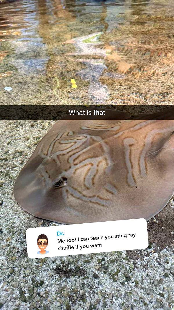 carmmieecat image ~ Altpins