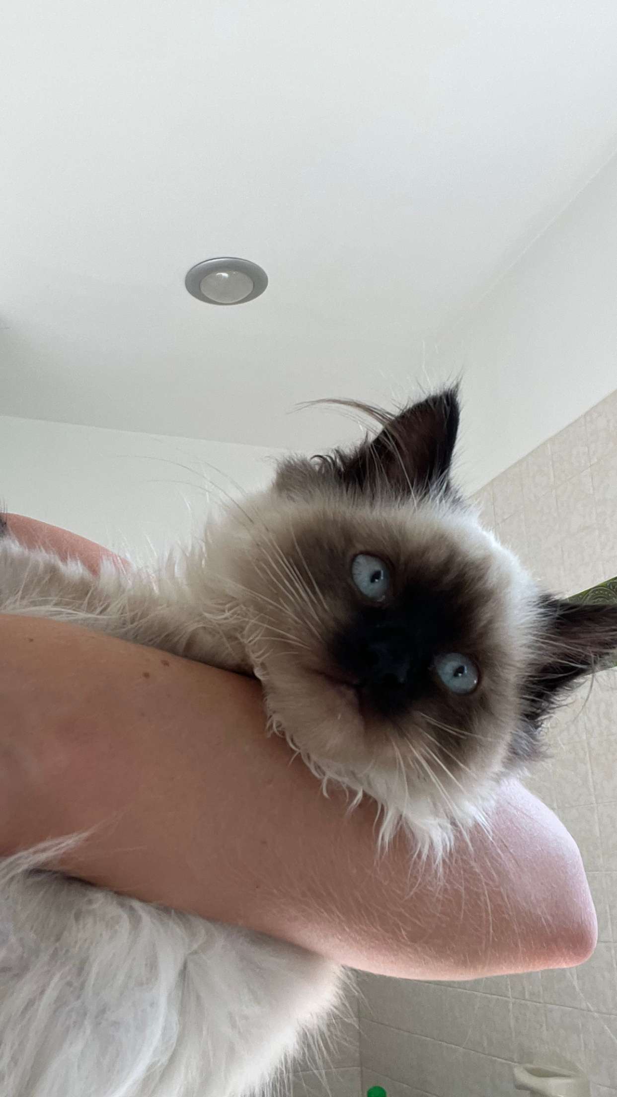 carmmieecat snapchat image archive image