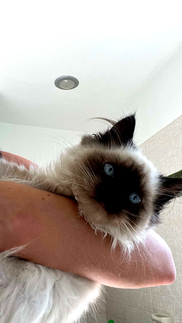 carmmieecat image ~ Altpins