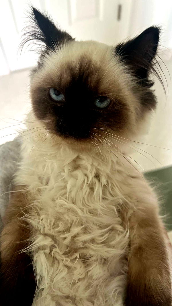 carmmieecat image ~ Altpins