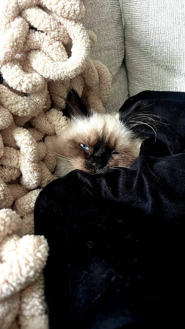 carmmieecat image ~ Altpins