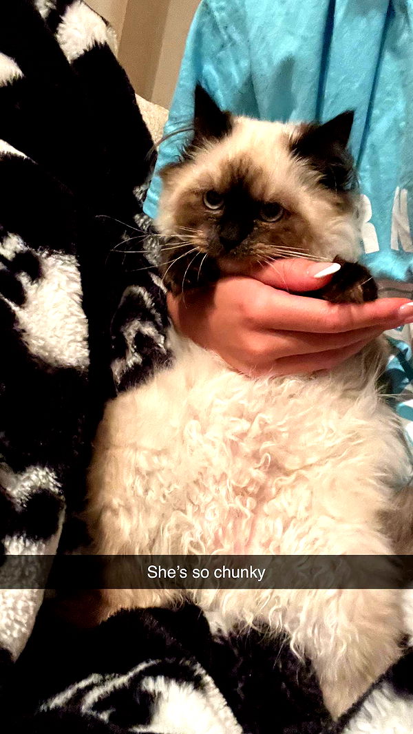 carmmieecat image ~ Altpins