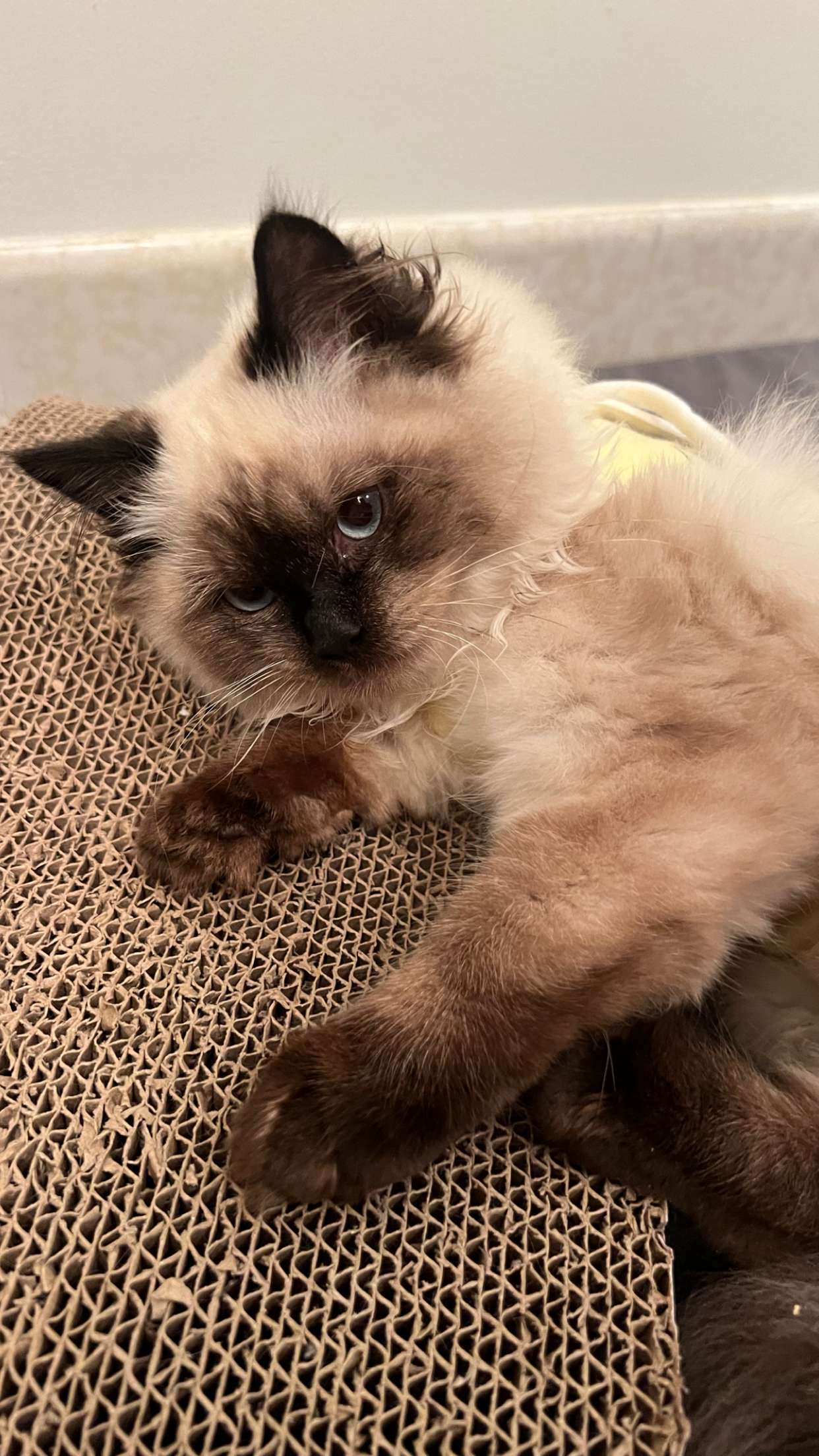 carmmieecat snapchat image archive image