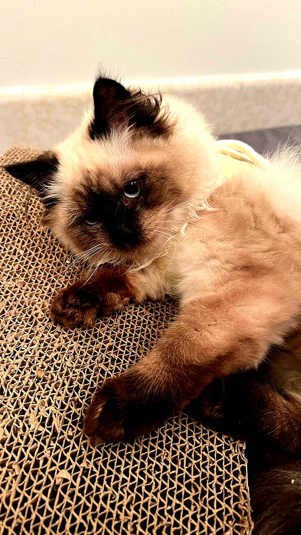 carmmieecat image ~ Altpins