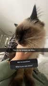 carmmieecat Altpins Profile Picture