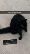 carmmieecat Altpins Profile Picture