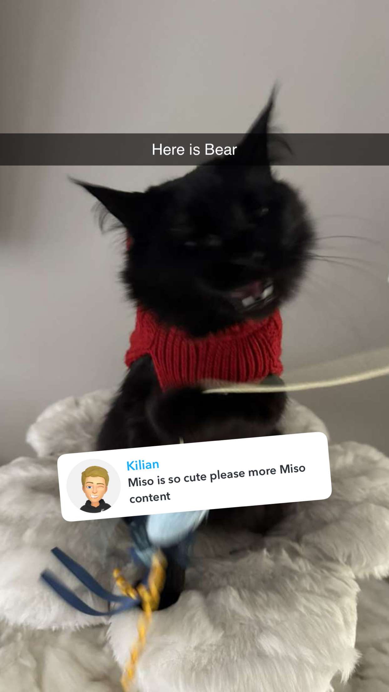 carmmieecat snapchat image archive image