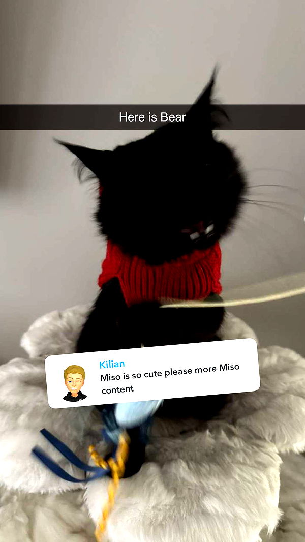 carmmieecat image ~ Altpins