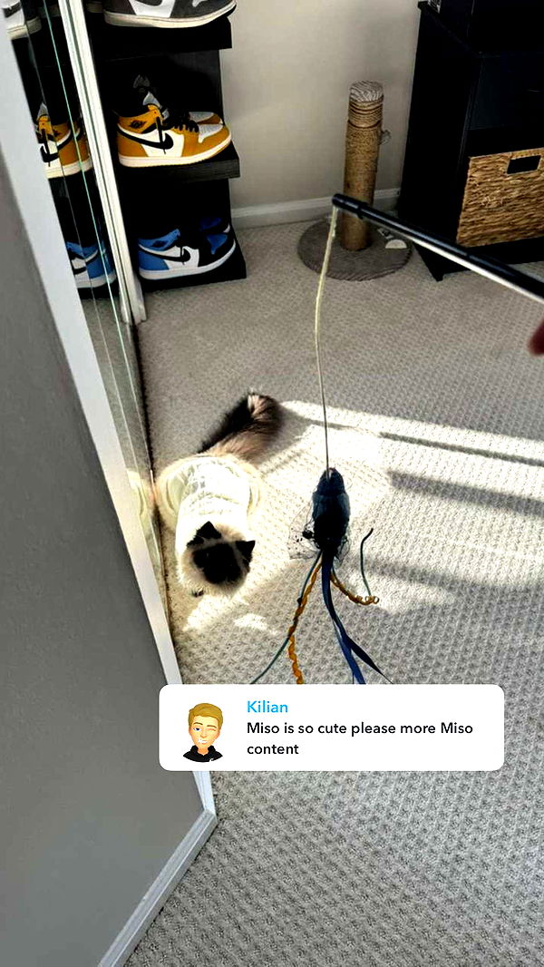 carmmieecat image ~ Altpins