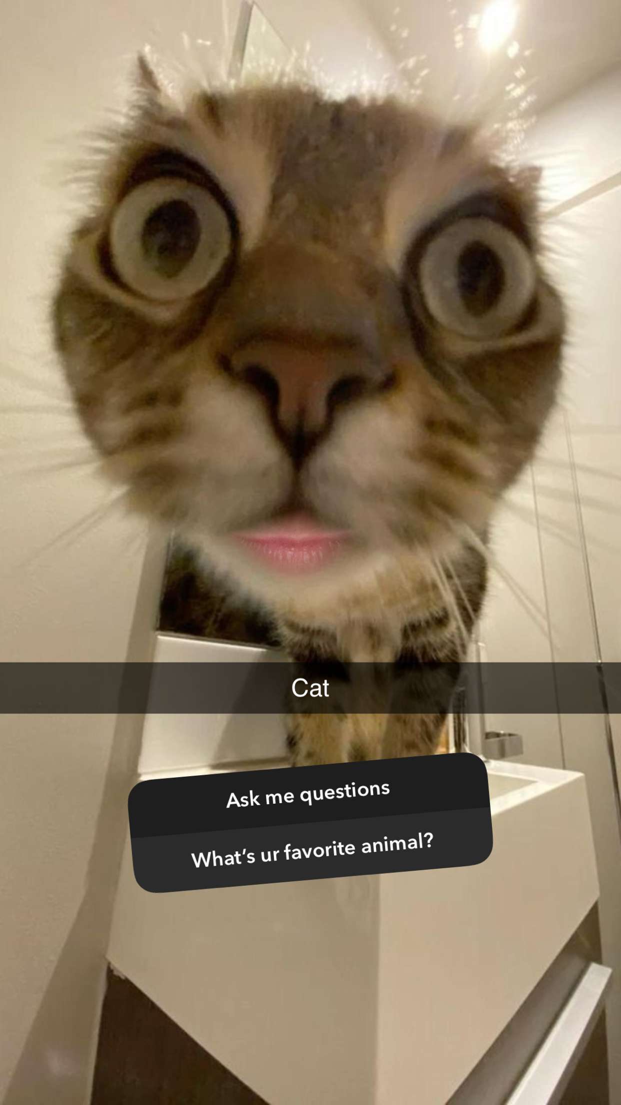 carmmieecat snapchat image archive image