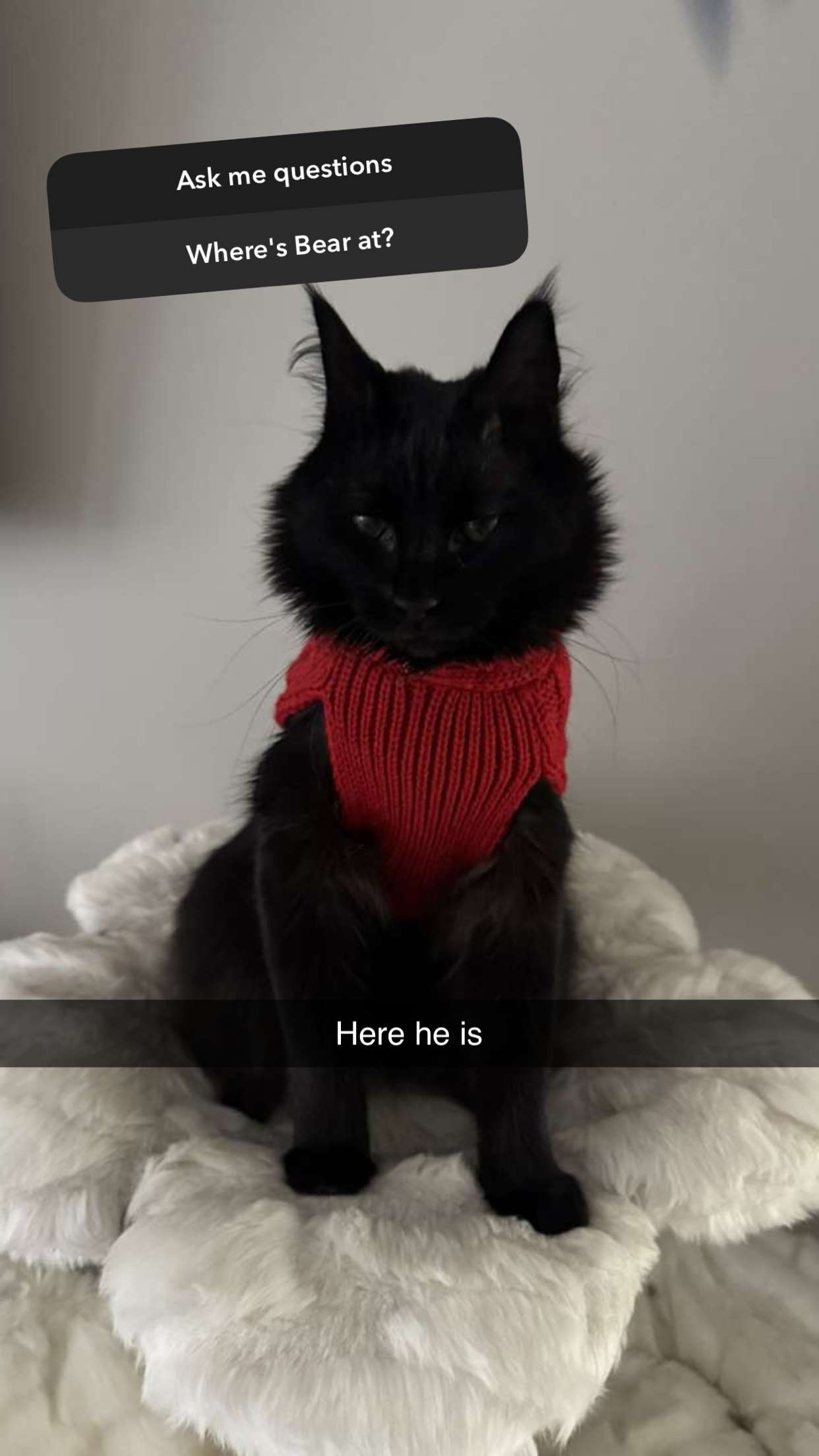 carmmieecat snapchat image archive image