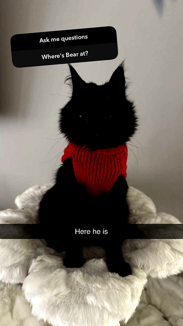 carmmieecat image ~ Altpins