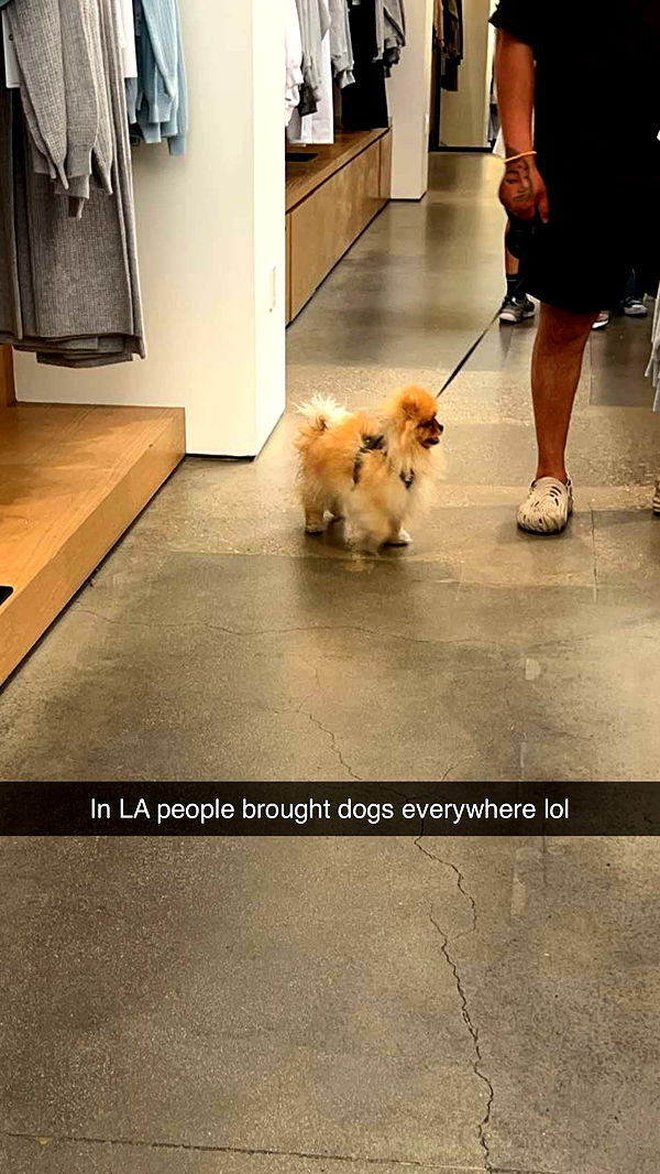 carmmieecat image ~ Altpins