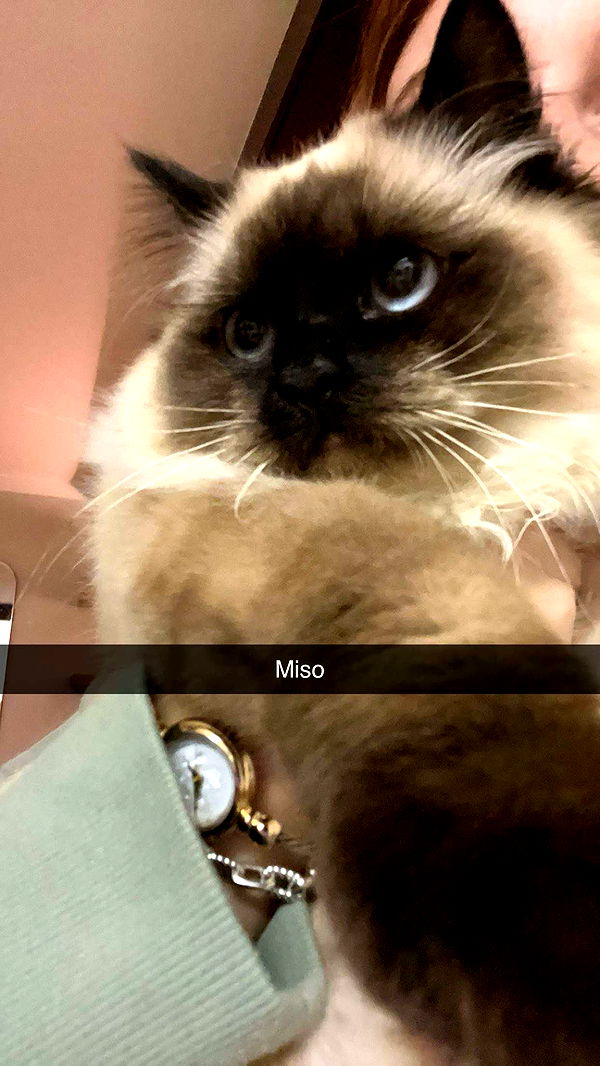 carmmieecat image ~ Altpins