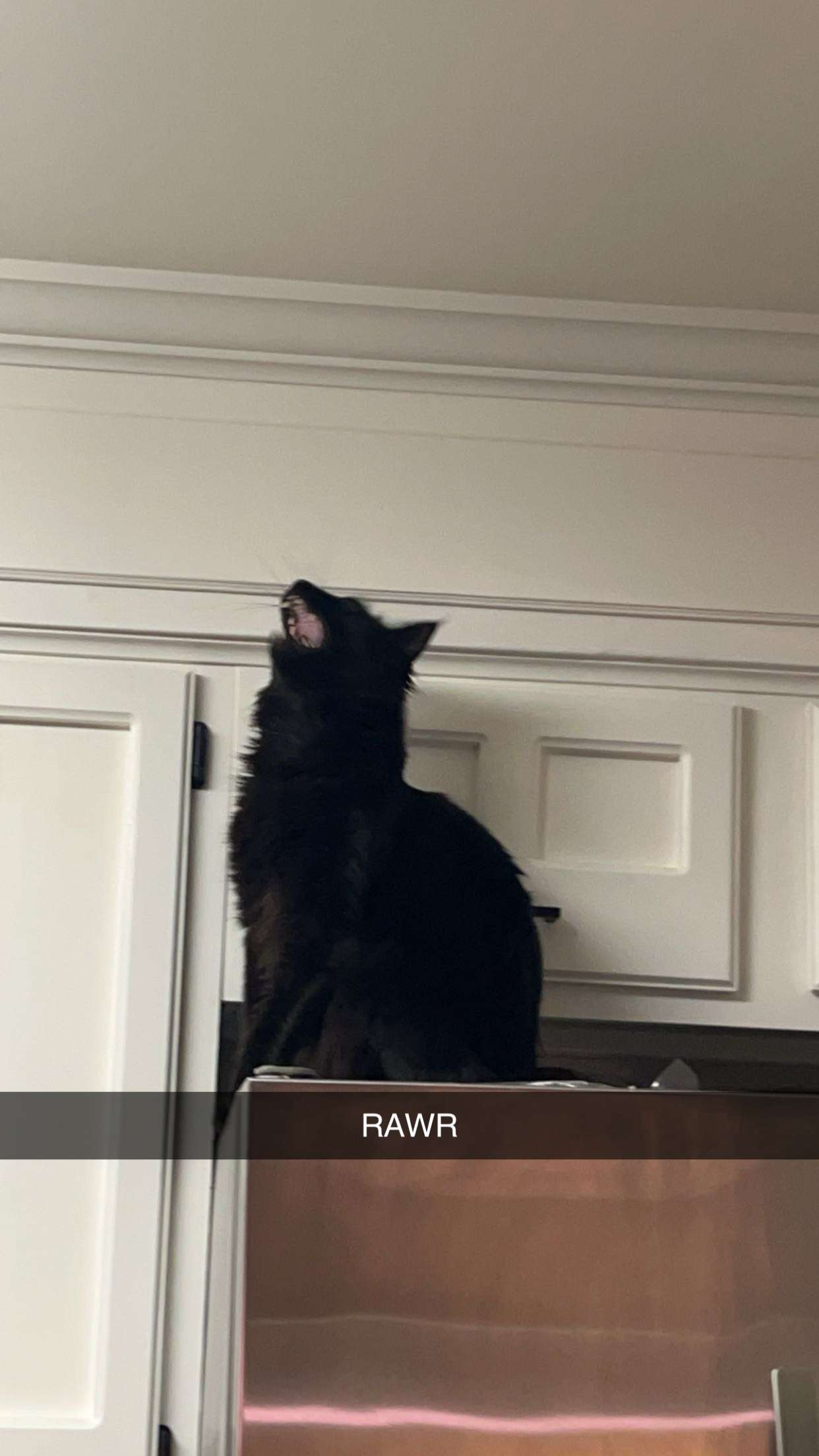 carmmieecat snapchat image archive image