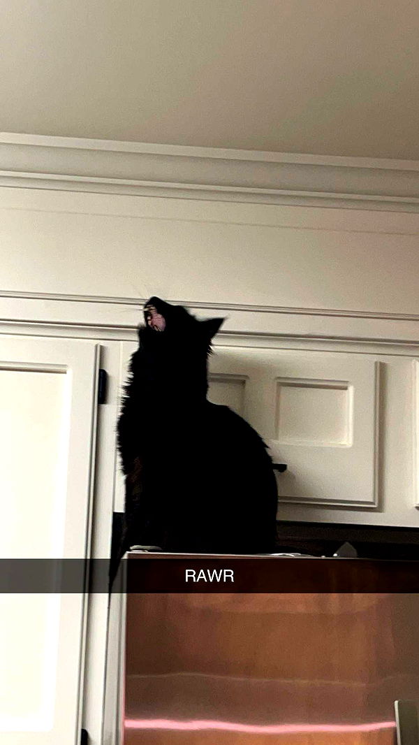 carmmieecat image ~ Altpins