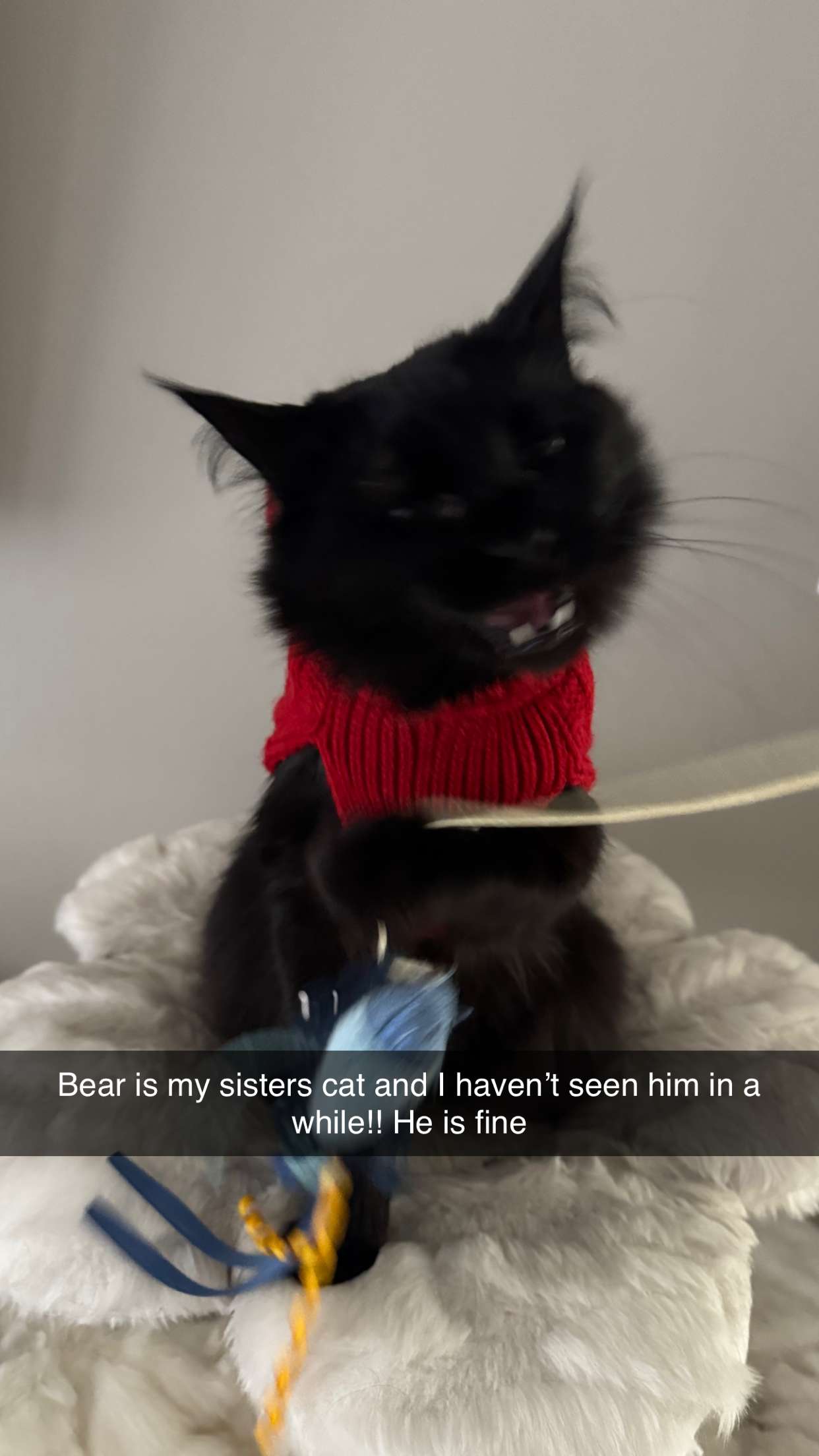 carmmieecat snapchat image archive image