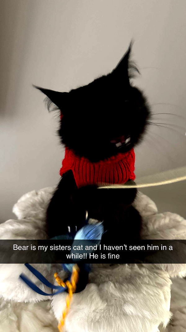 carmmieecat image ~ Altpins