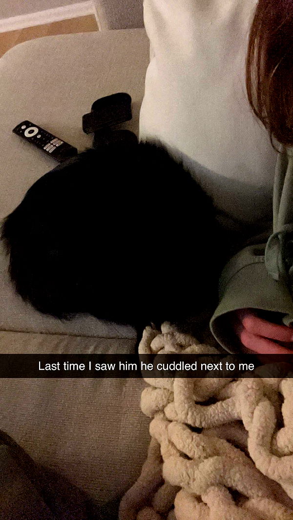 carmmieecat image ~ Altpins