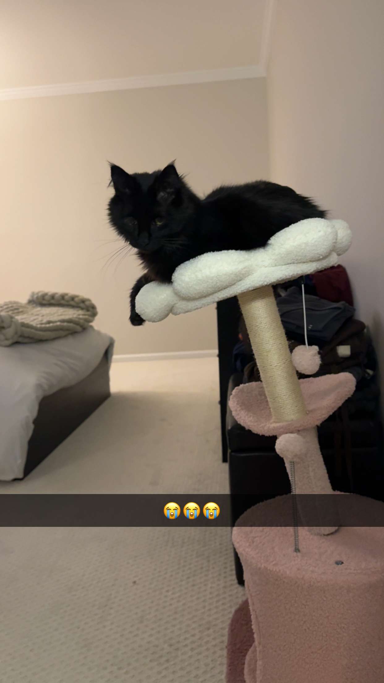 carmmieecat snapchat image archive image