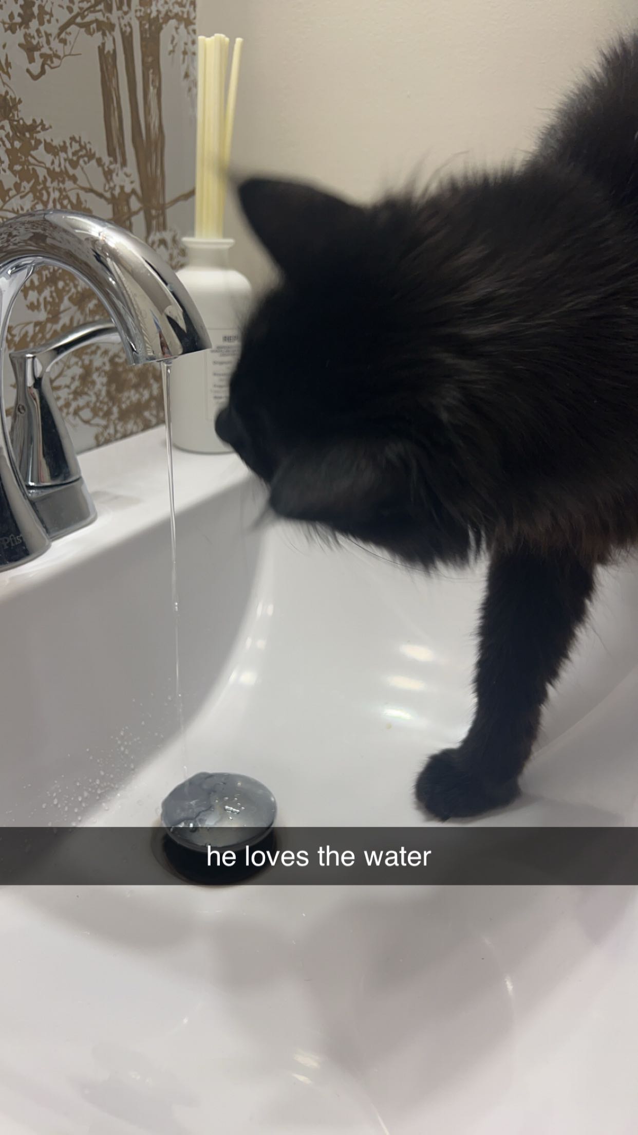 carmmieecat snapchat image archive image