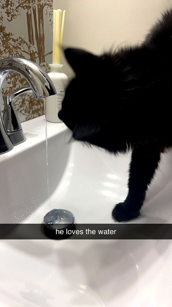 carmmieecat image ~ Altpins