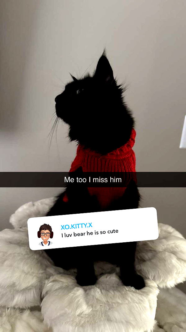 carmmieecat image ~ Altpins