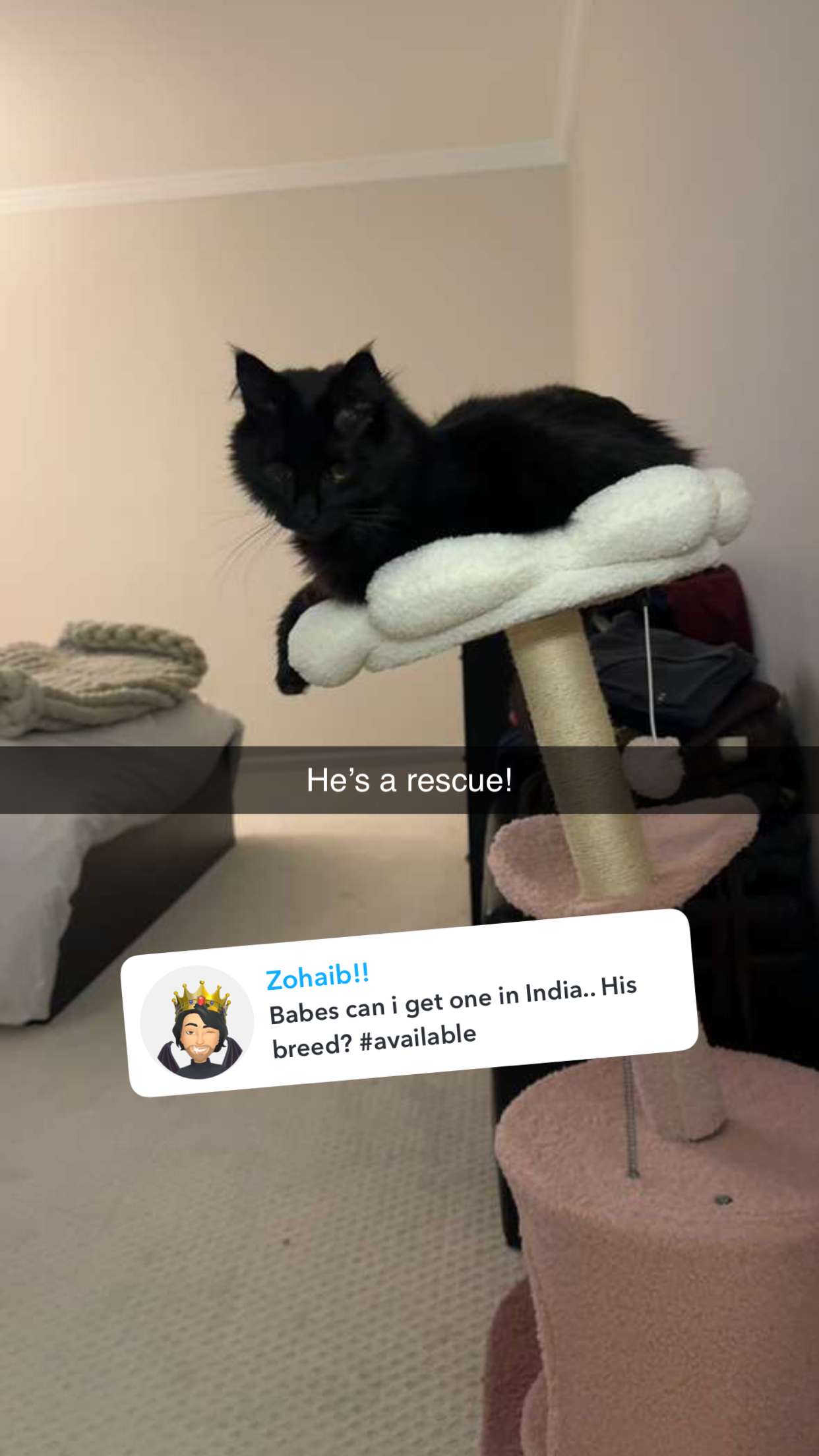 carmmieecat snapchat image archive image