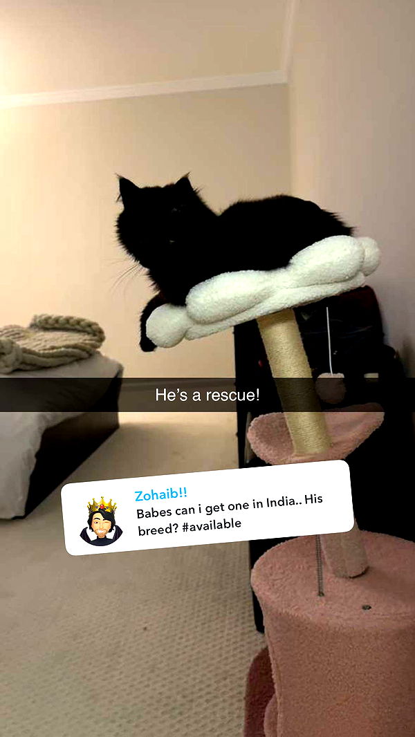 carmmieecat image ~ Altpins