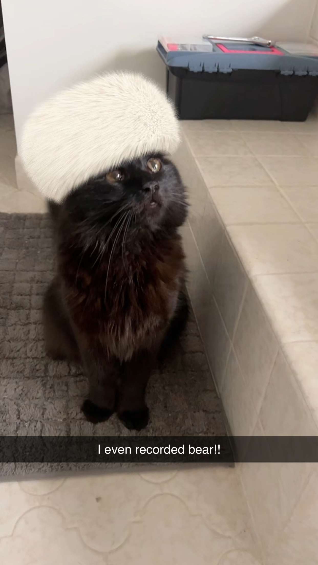 carmmieecat snapchat image archive image