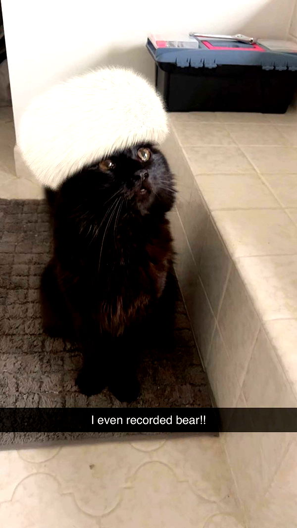 carmmieecat image ~ Altpins