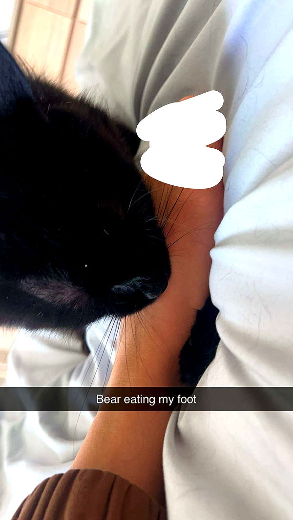 carmmieecat image ~ Altpins