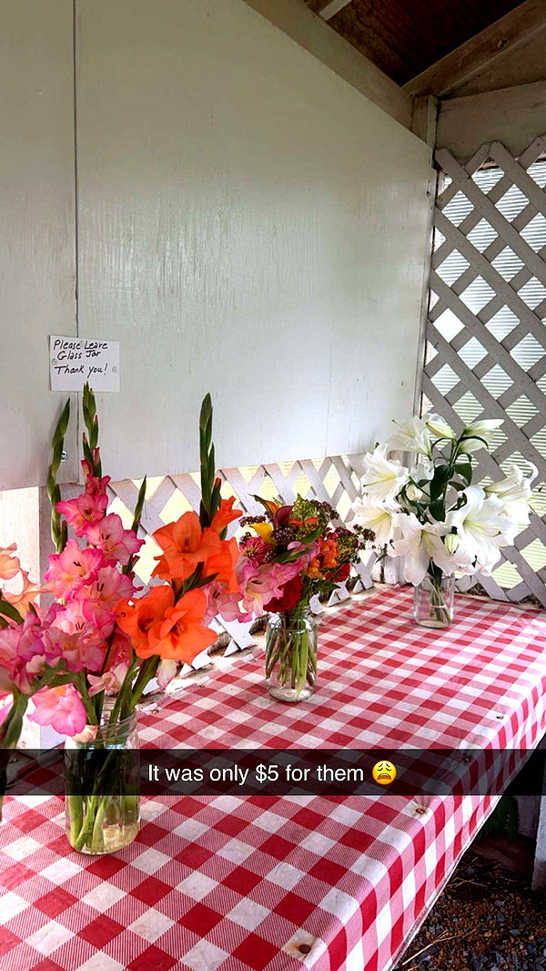 carmmieecat image ~ Altpins